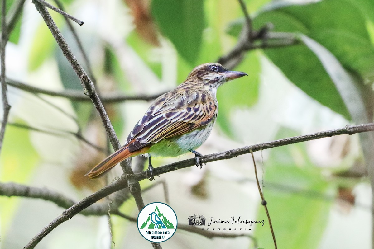 Tyran audacieux - ML646225848