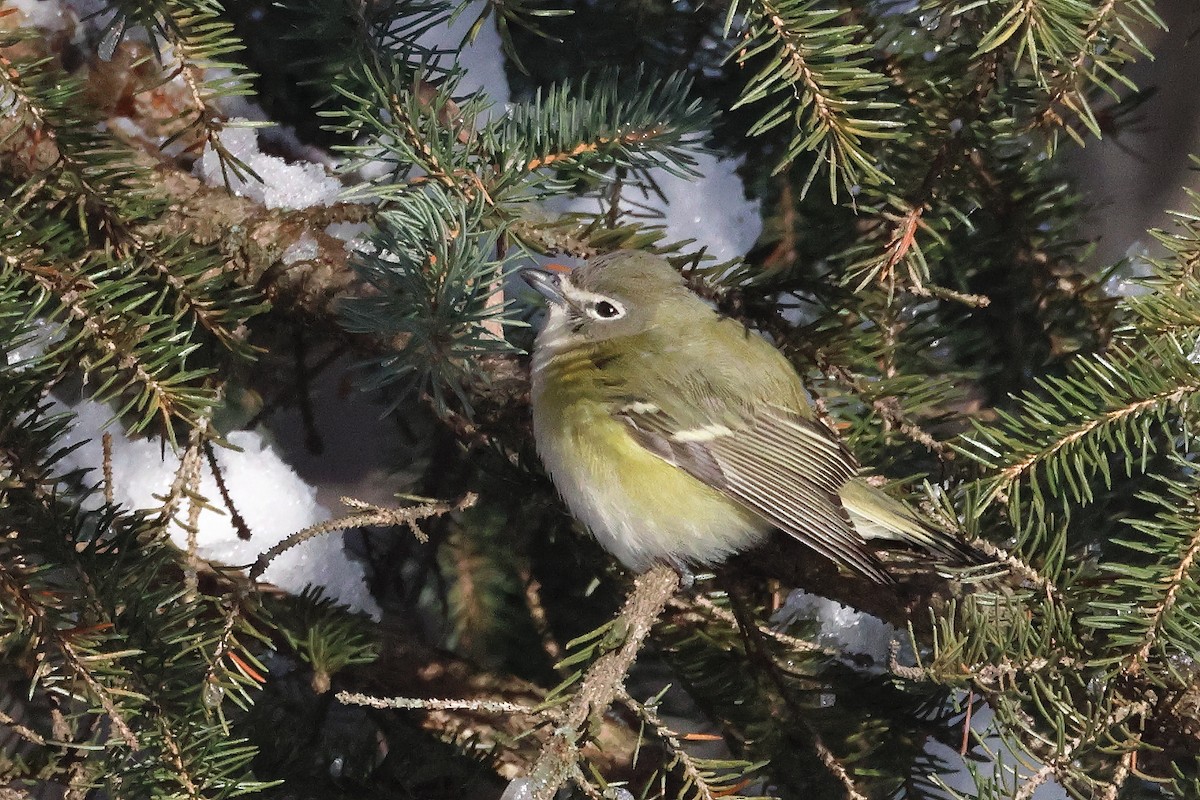 Viréo à tête bleue - ML646225849
