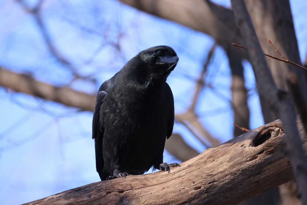 Corbeau à gros bec - ML646225850