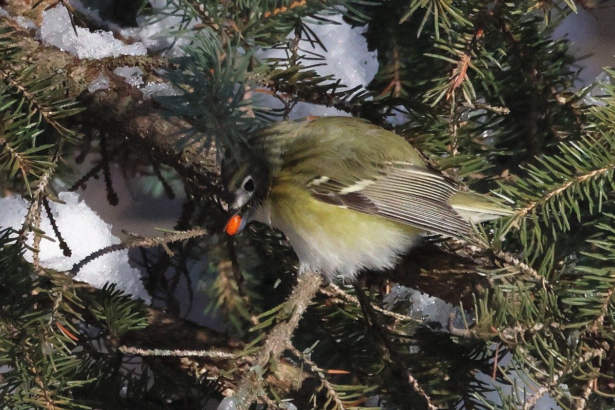 Viréo à tête bleue - ML646225851