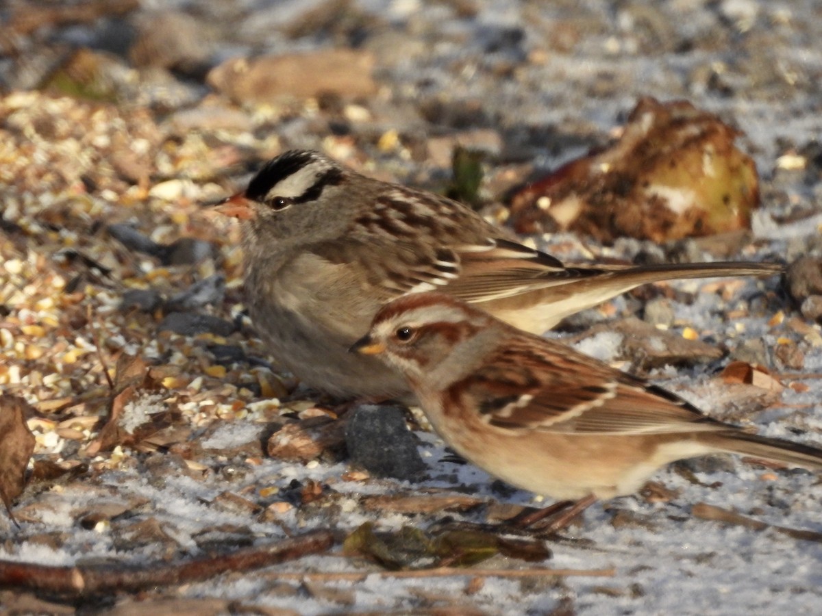 Bruant à gorge blanche - ML646225852