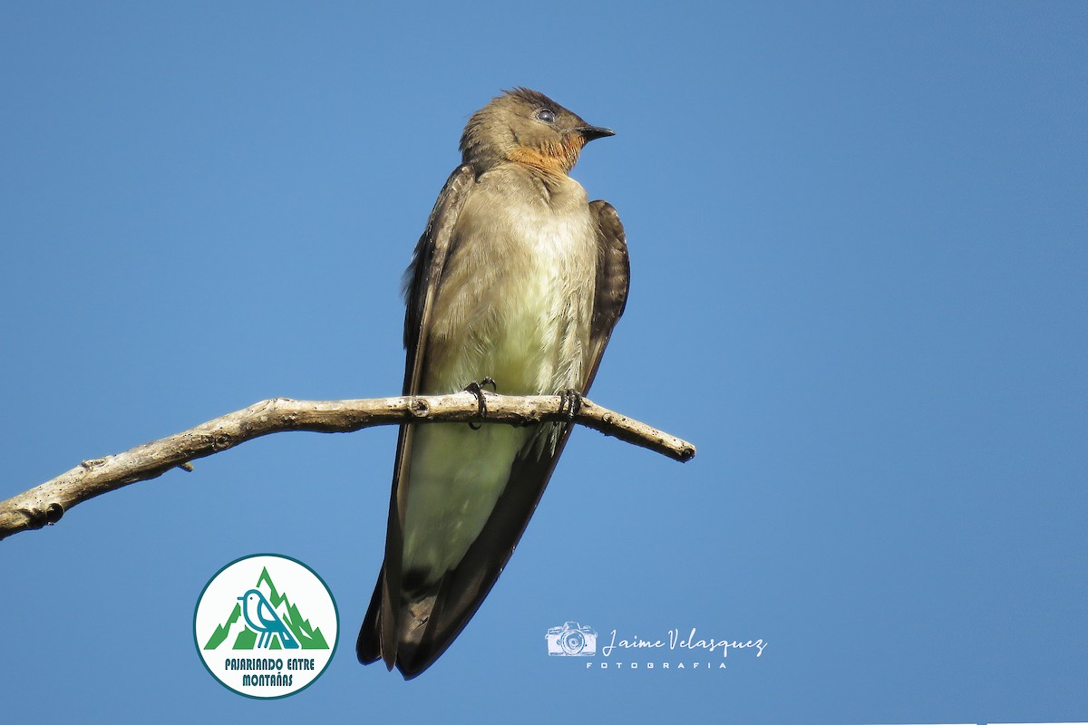 Hirondelle à gorge rousse - ML646225855