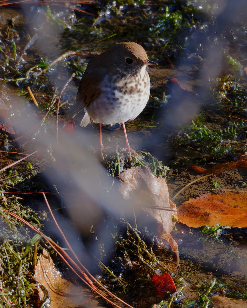 Grive solitaire - ML646225856