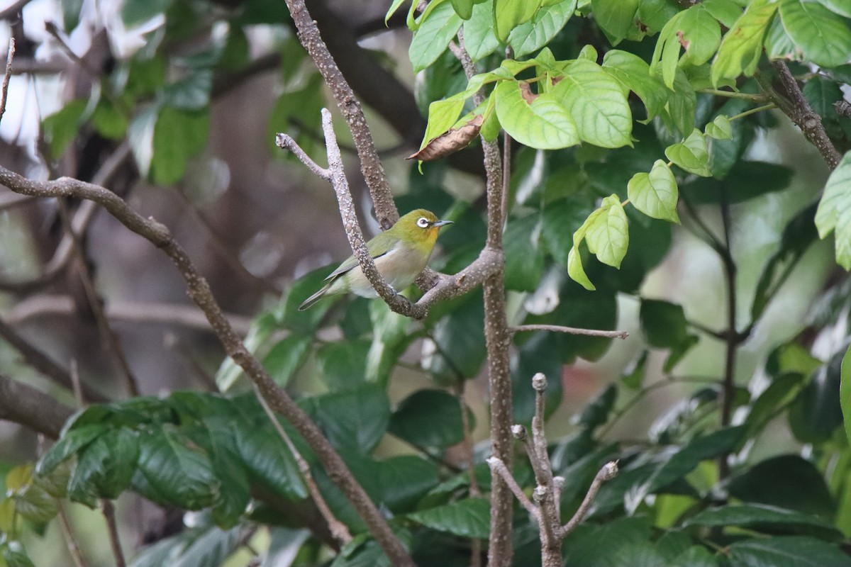 Zostérops du Japon - ML646225857