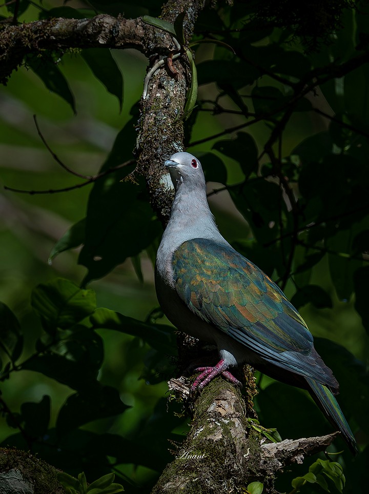 Yeşil Has Güvercin - ML646225859