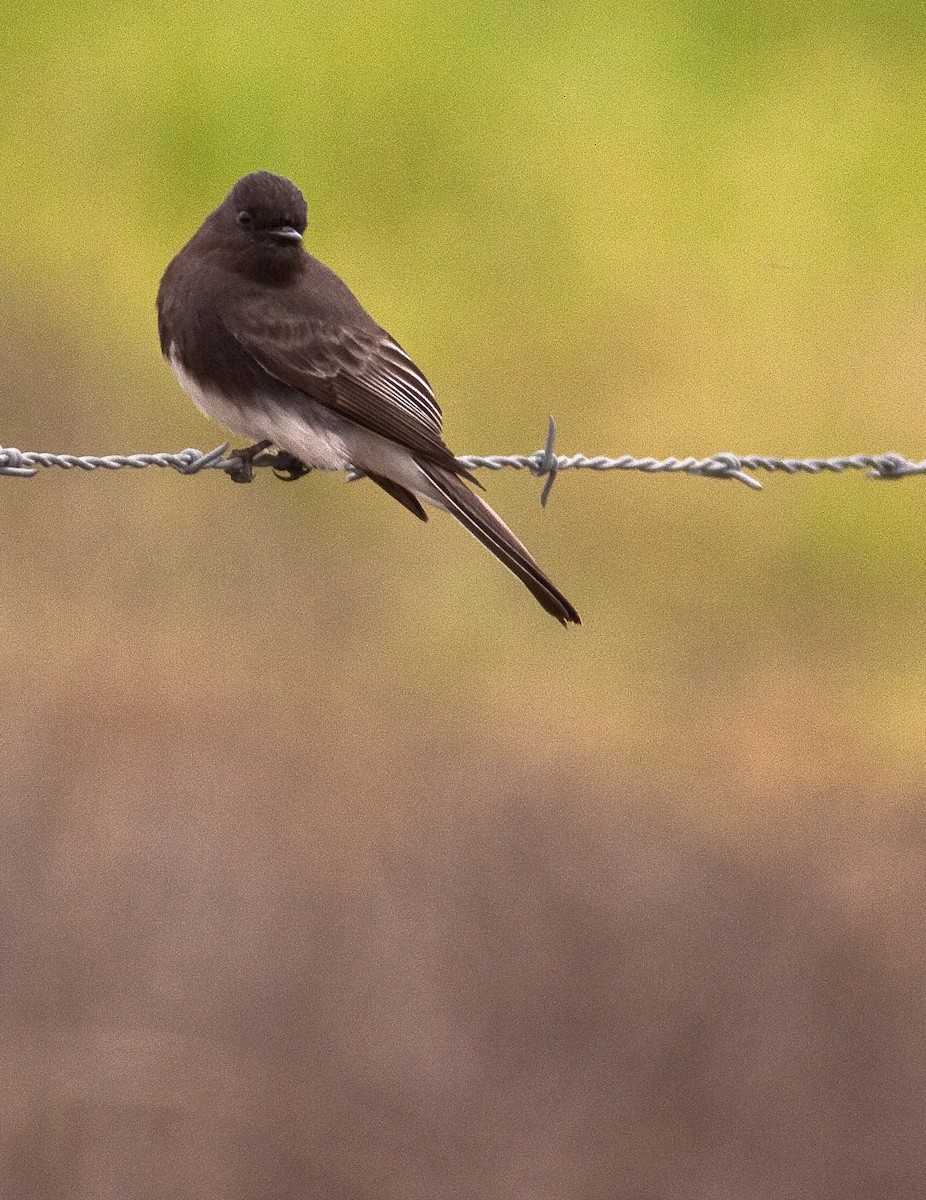 Black Phoebe - ML646225864