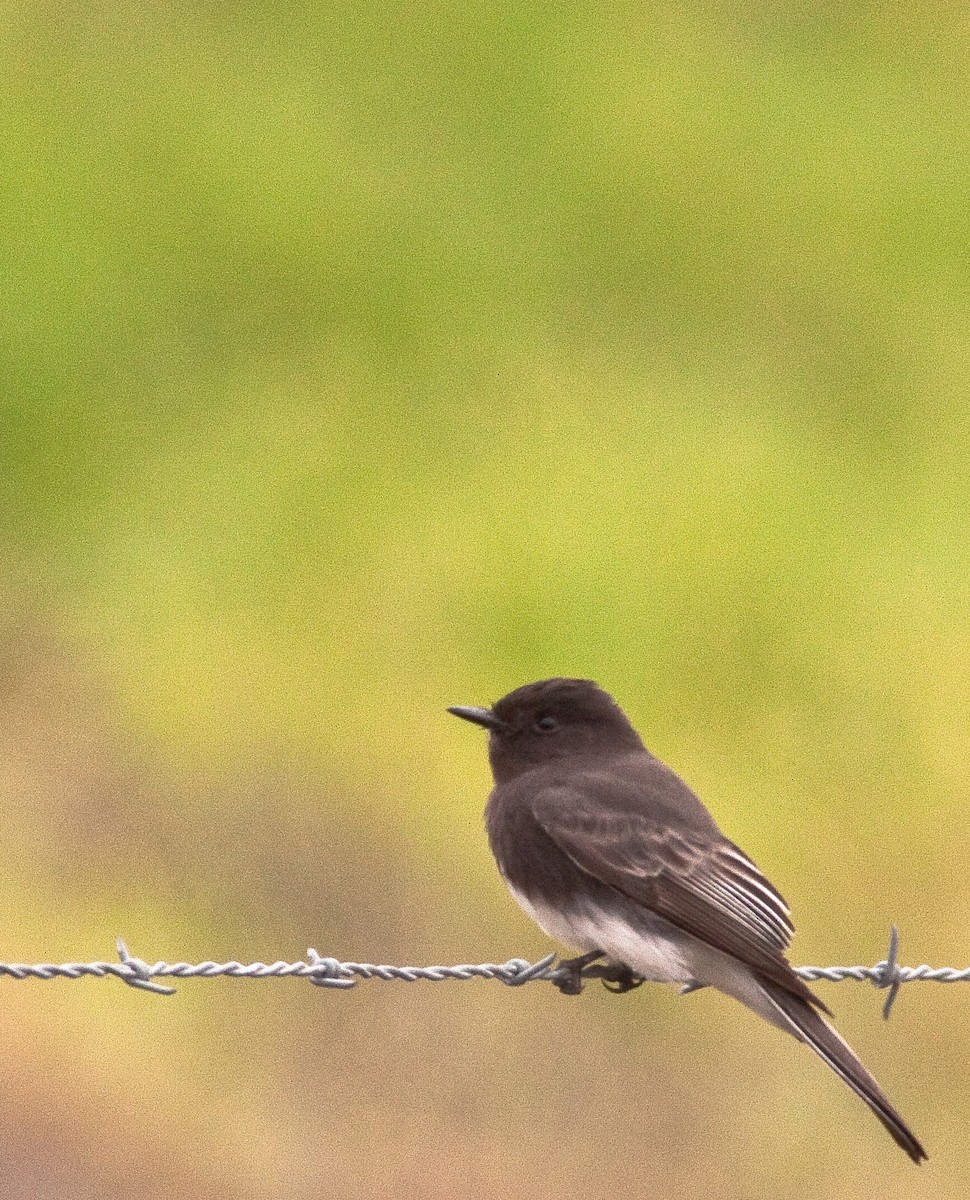 Black Phoebe - ML646225865