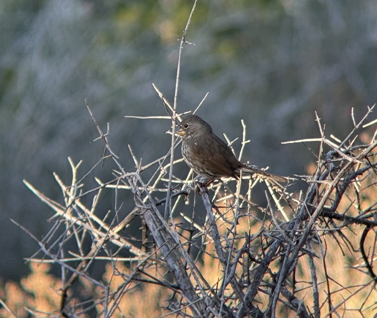 Fox Sparrow (Thick-billed) - ML646225866