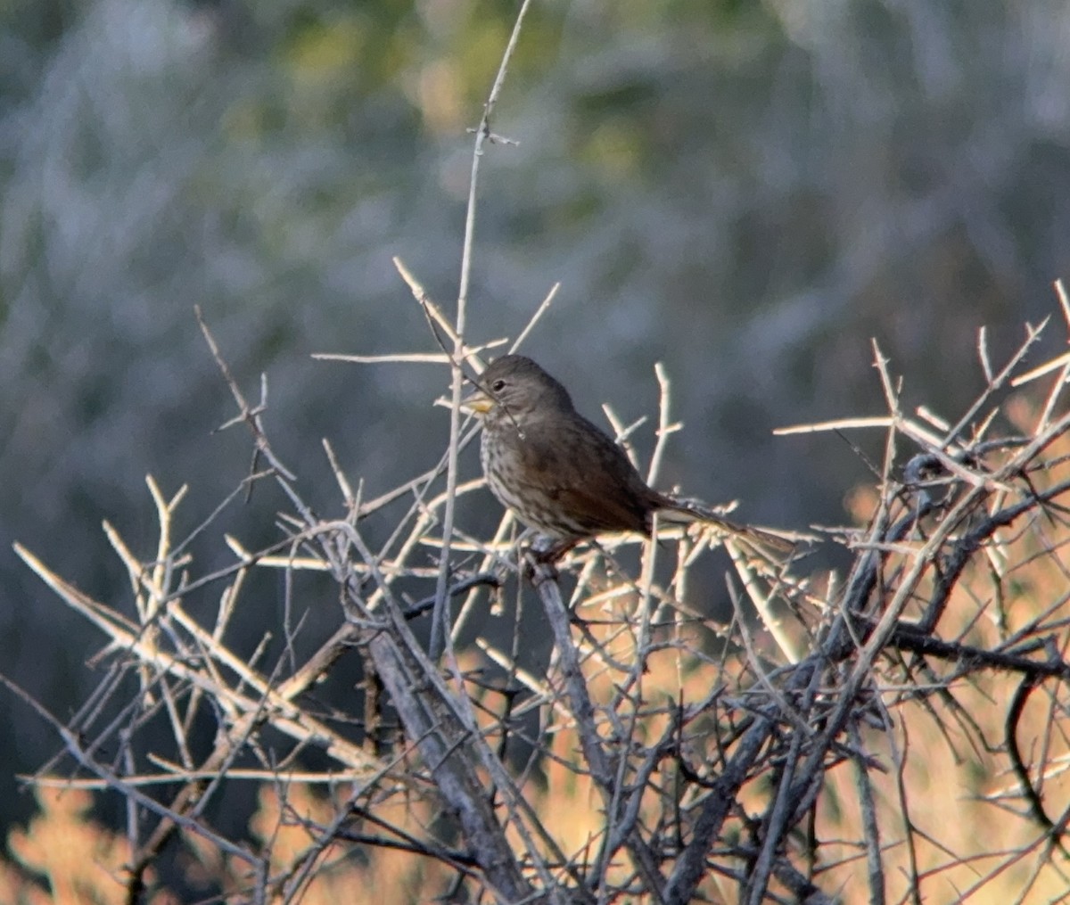 Fox Sparrow (Thick-billed) - ML646225867