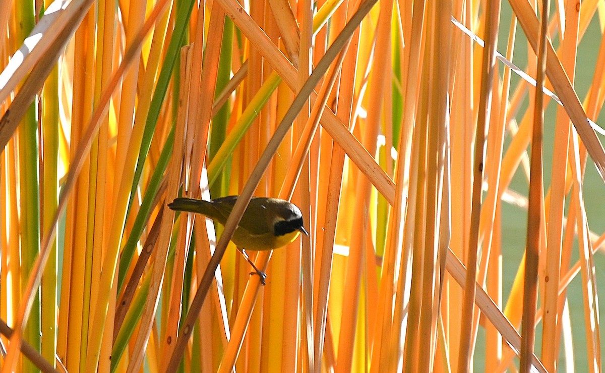 Common Yellowthroat - ML646225868
