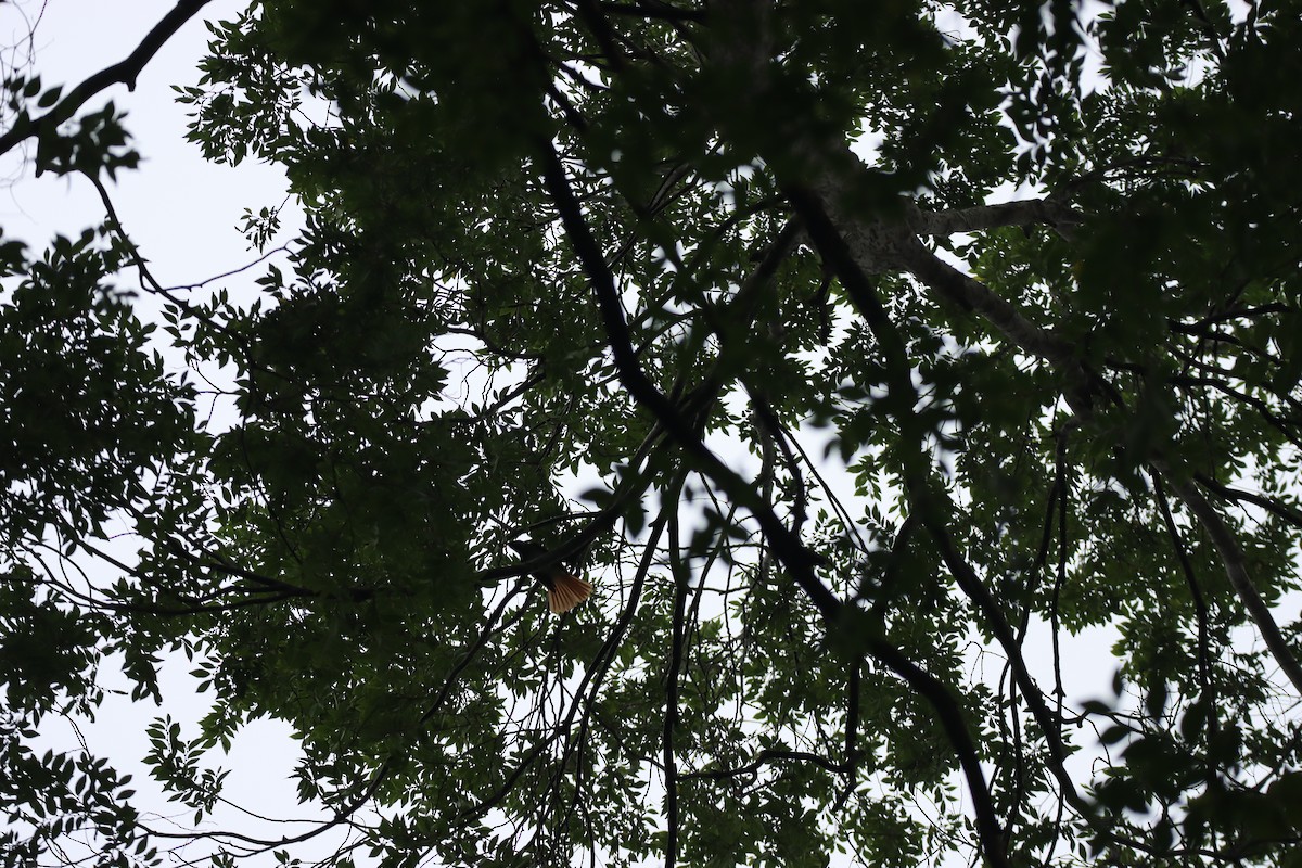 紫綬帶 - ML646225876