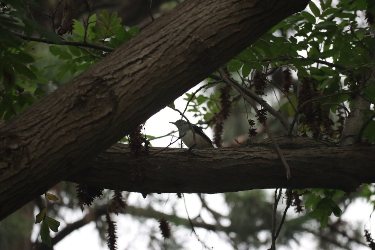 Oriental Magpie-Robin - ML646225886
