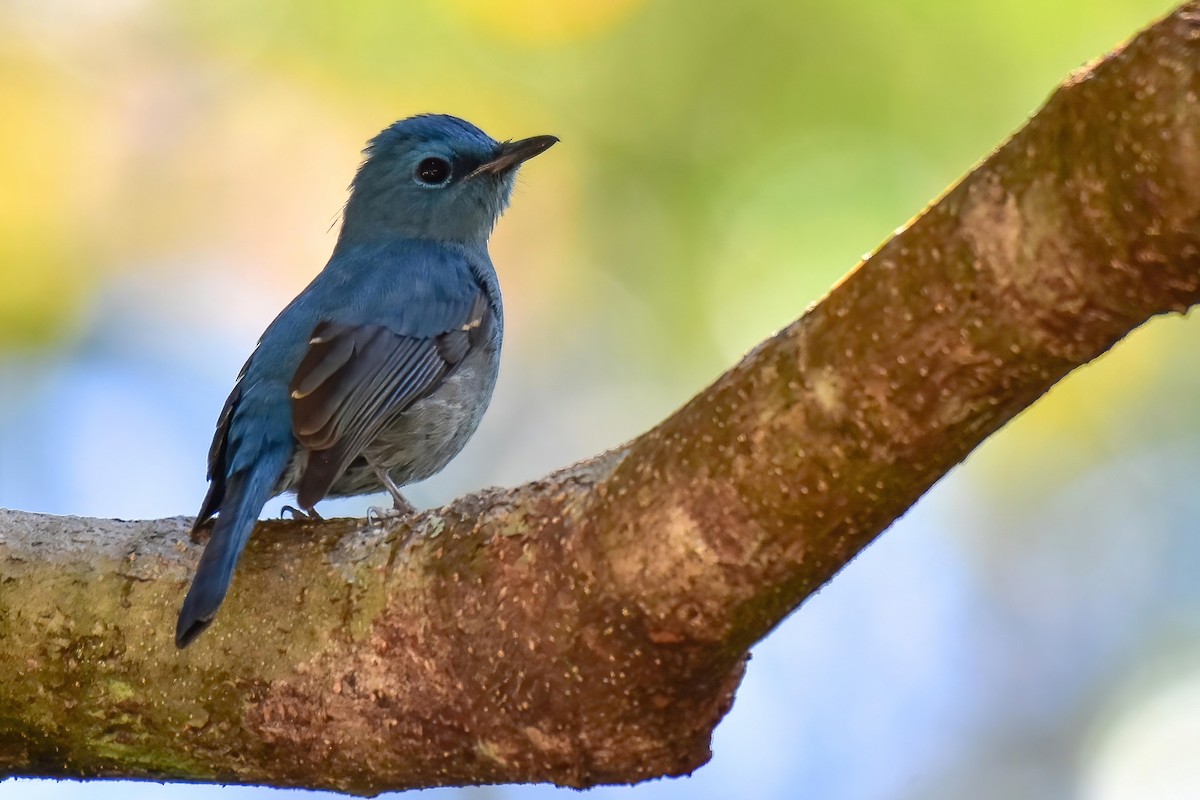 Pale Blue Flycatcher - ML646225893