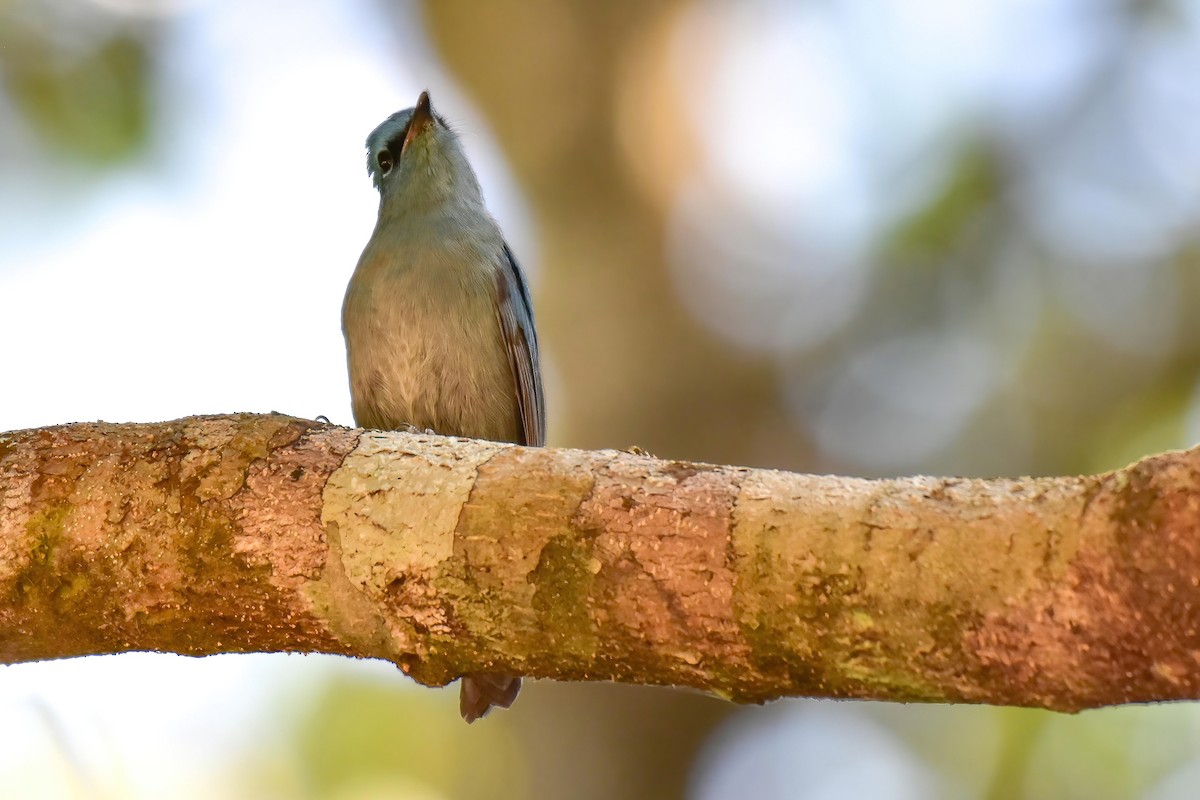 Pale Blue Flycatcher - ML646225894