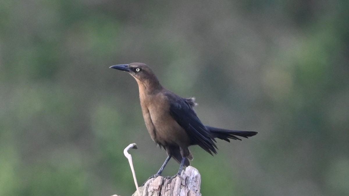 Great-tailed Grackle - ML646225897