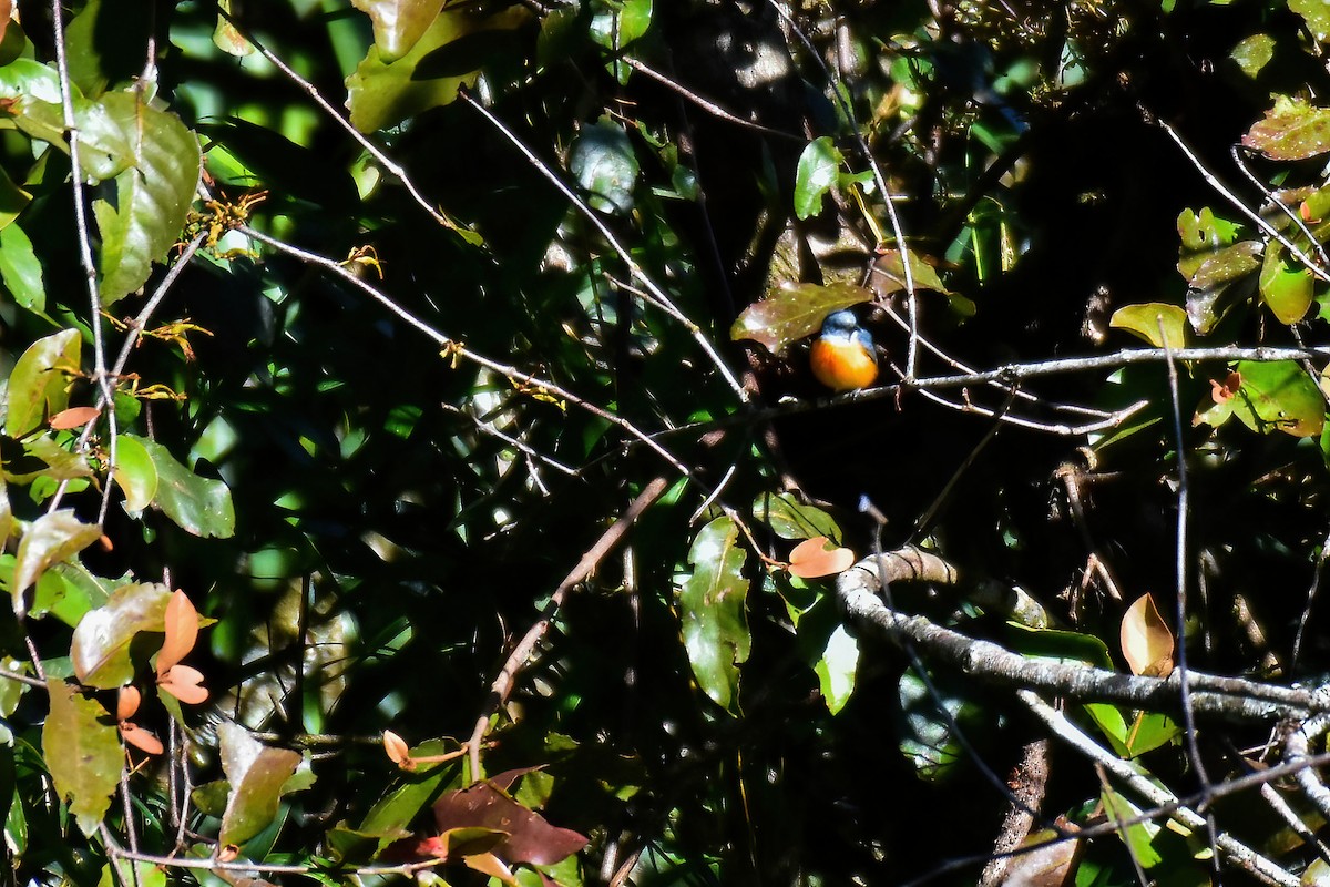 Orange-bellied Flowerpecker - ML646225901