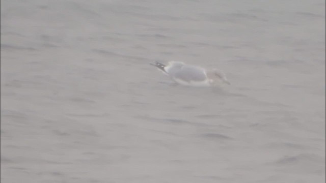 Larus sp. - ML646225902