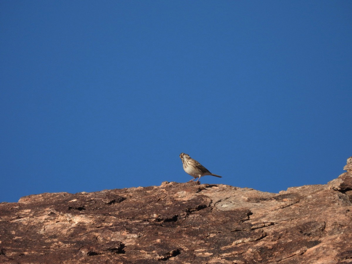 Chingolo Coliblanco - ML646225911