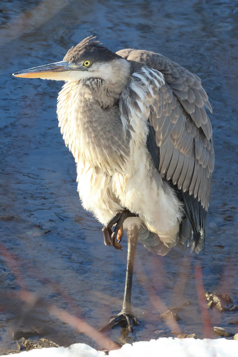 Great Blue Heron - ML646225912
