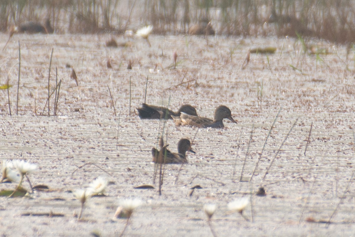 Нерозень - ML646225913