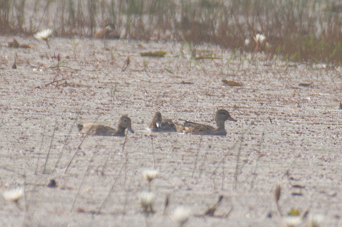 Нерозень - ML646225914