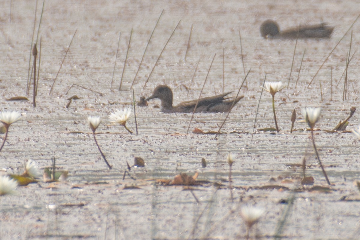 Нерозень - ML646225915