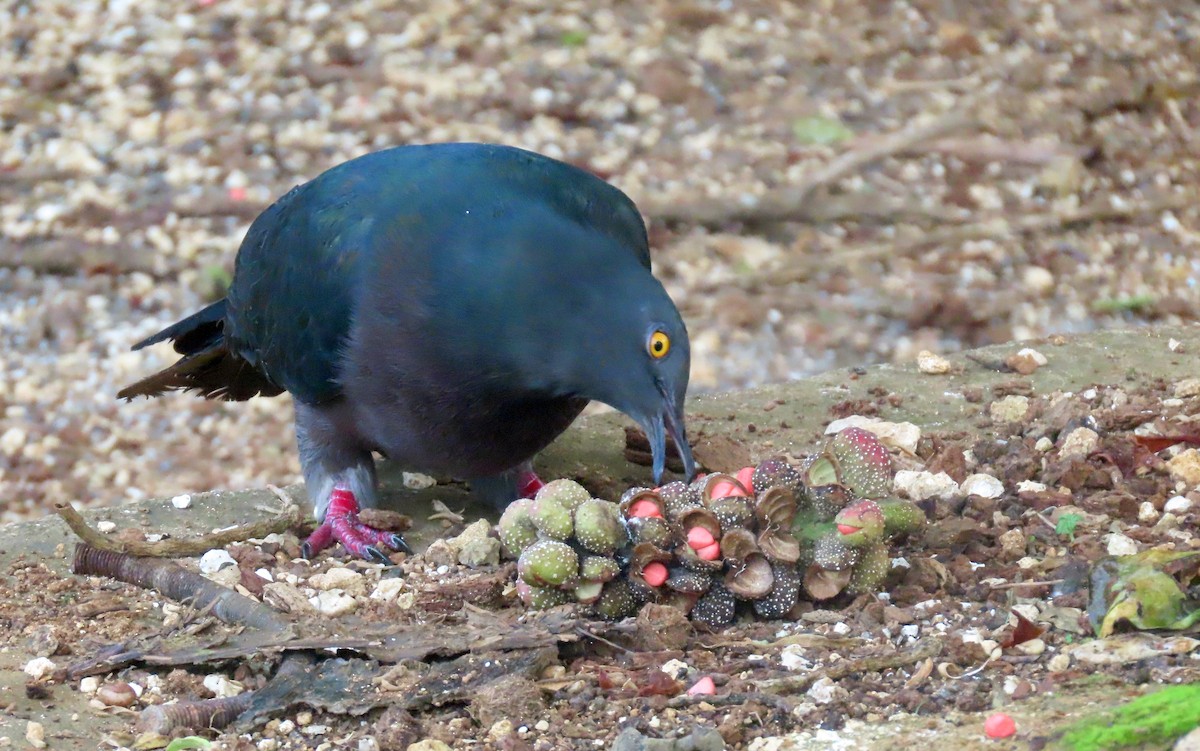 Christmas Island Imperial-Pigeon - ML646225918