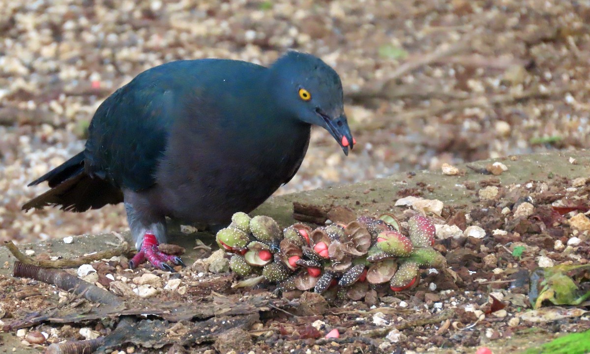 Christmas Island Imperial-Pigeon - ML646225919