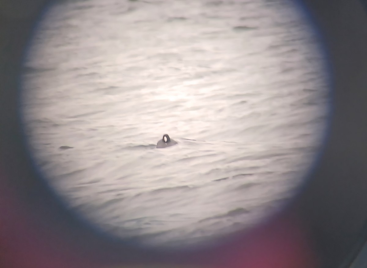 American Coot - ML646225920