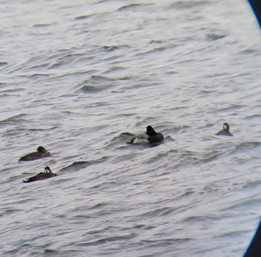 American Coot - ML646225921