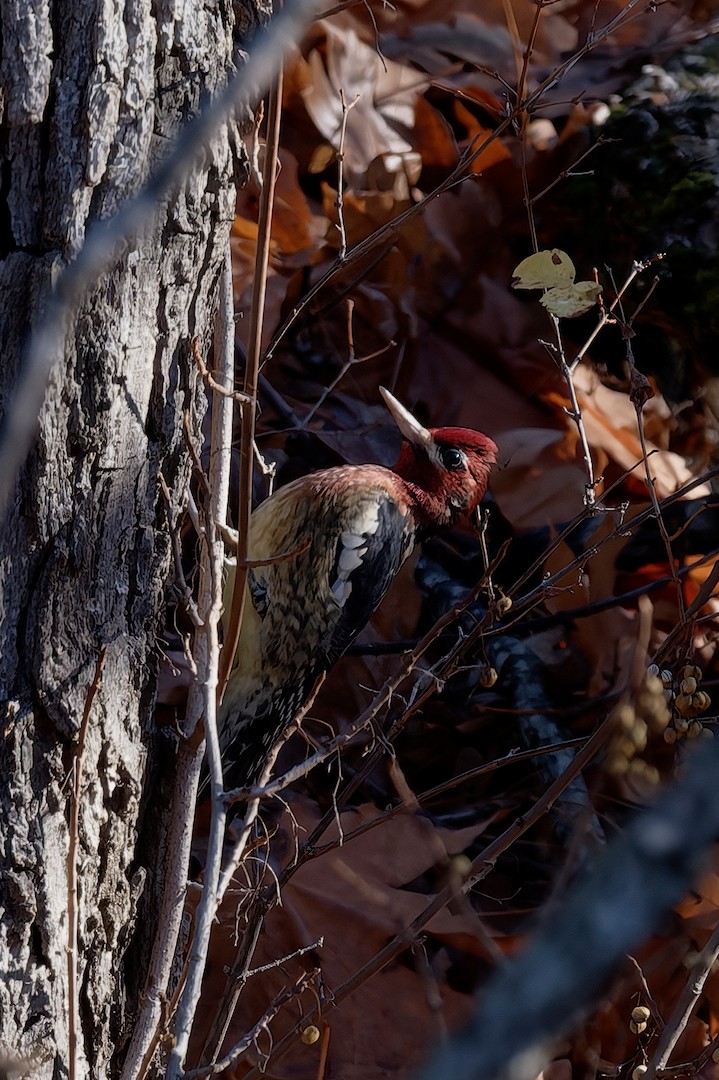 Red-breasted Sapsucker - ML646225927