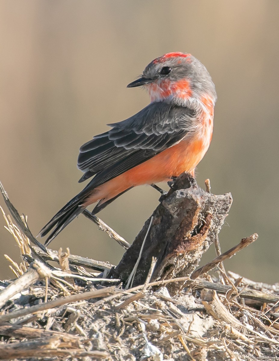 Vermilion Flycatcher - ML646225937
