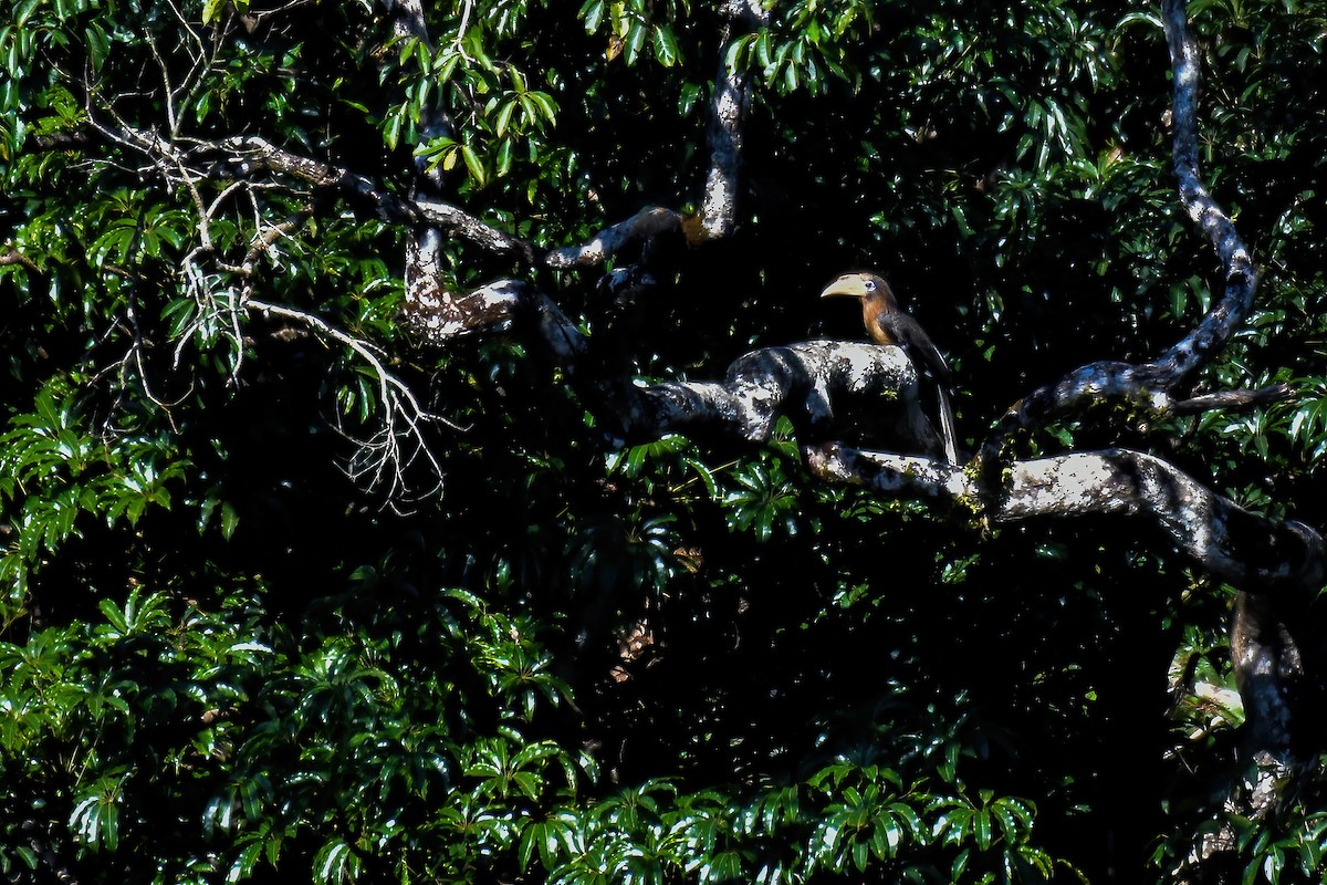 Rusty-cheeked Hornbill - ML646225941