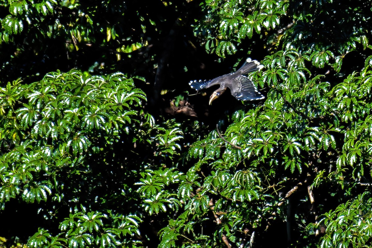 Rusty-cheeked Hornbill - ML646225942