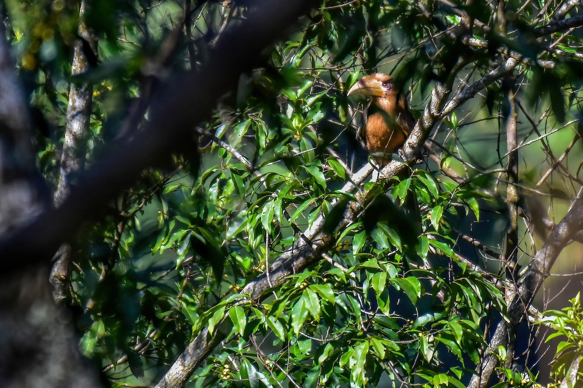 Rusty-cheeked Hornbill - ML646225944