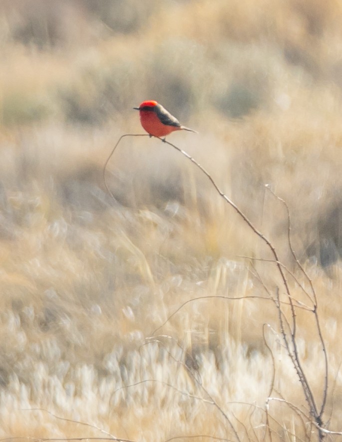 Vermilion Flycatcher - ML646225947