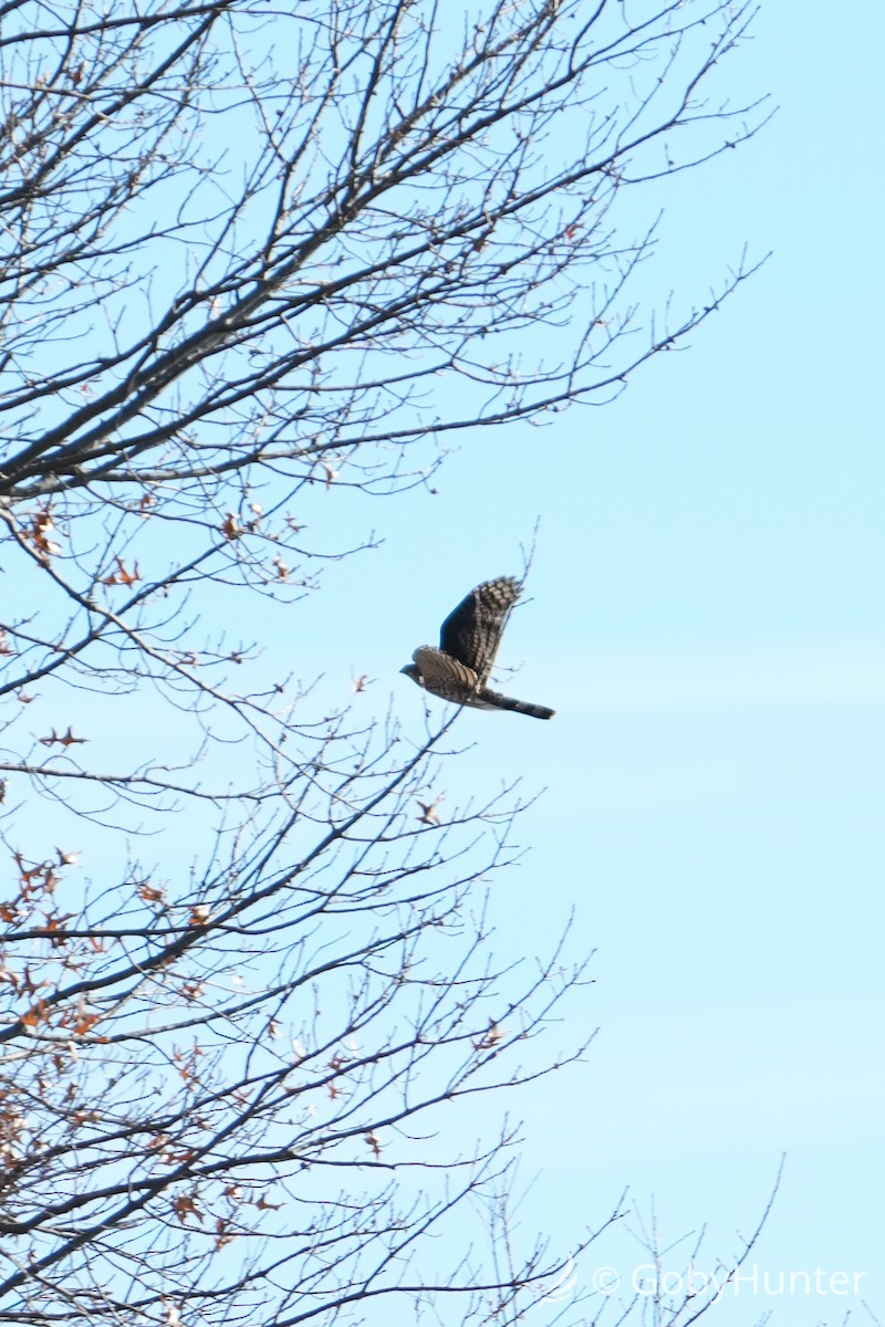 Cooper's Hawk - ML646225949
