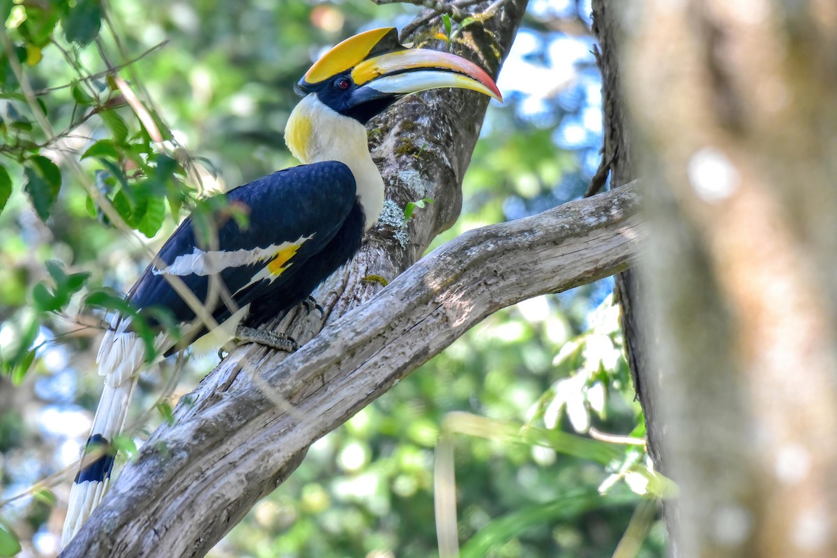 Great Hornbill - ML646225950