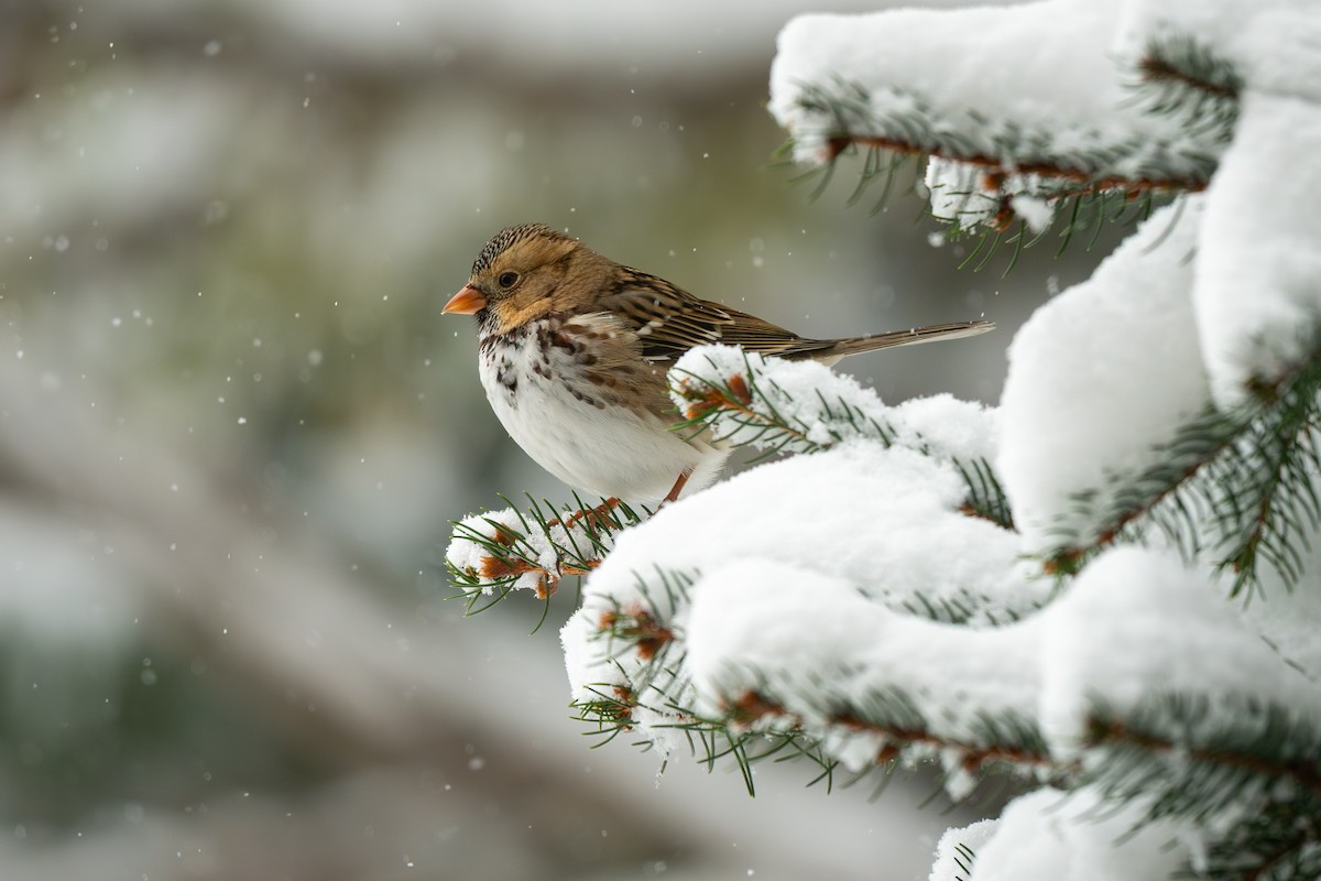 Harris's Sparrow - ML646225951