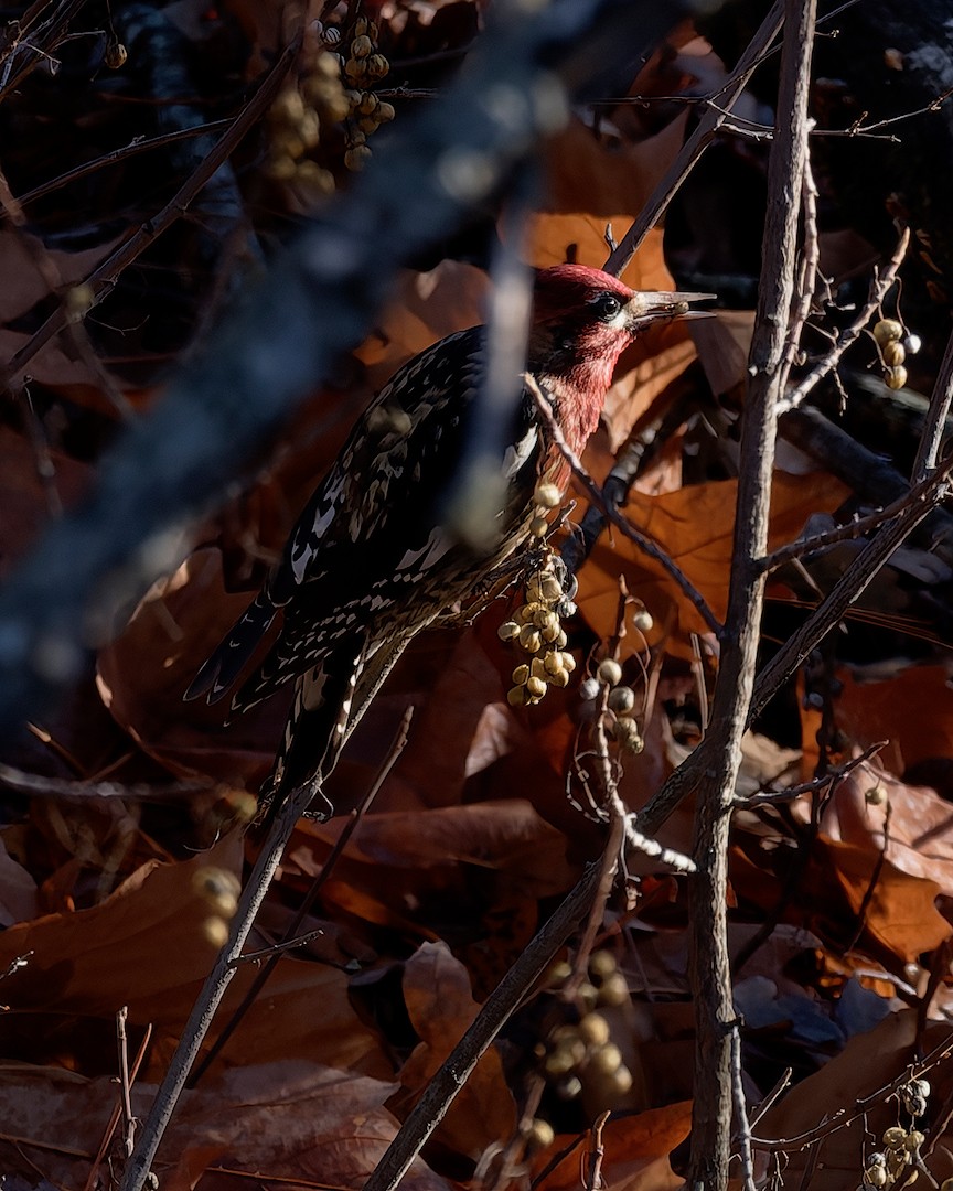 Red-breasted Sapsucker - ML646225952