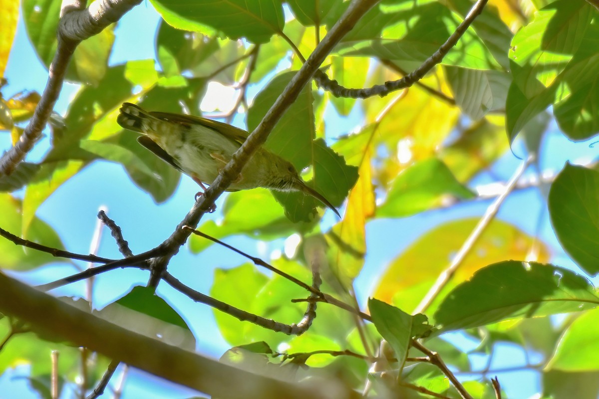 Gray-breasted Spiderhunter - ML646225953
