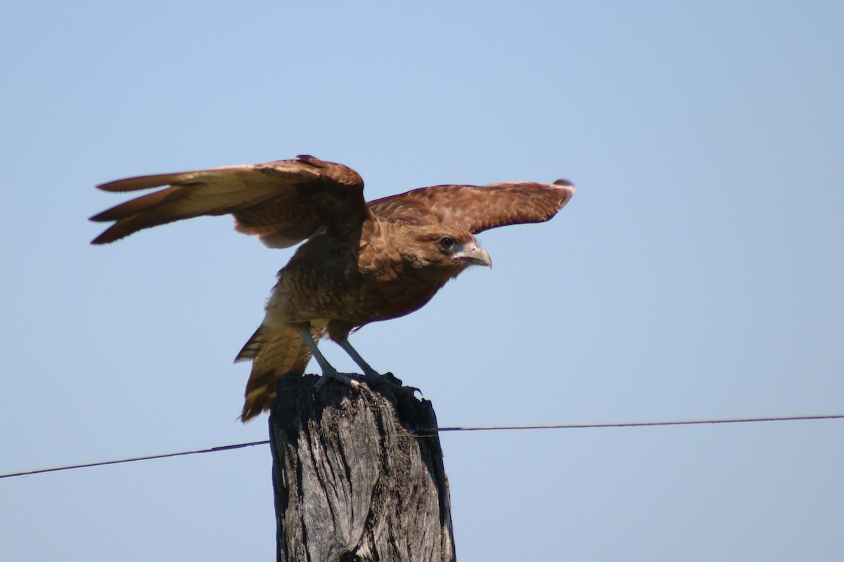 Chimango Caracara - ML646225954