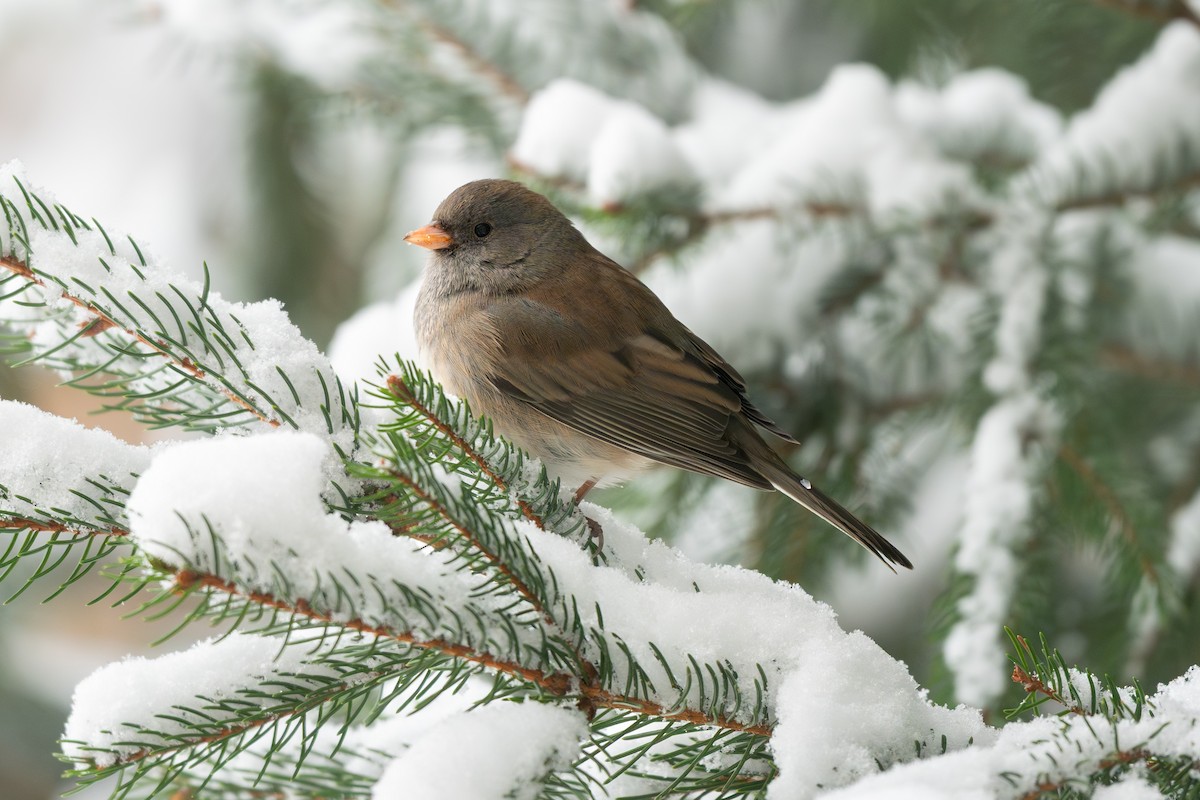 Dark-eyed Junco - ML646225955