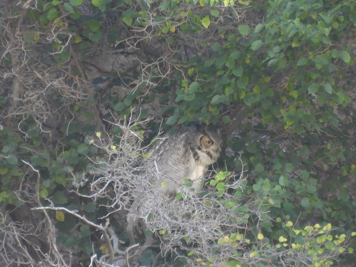 Great Horned Owl - ML646225956