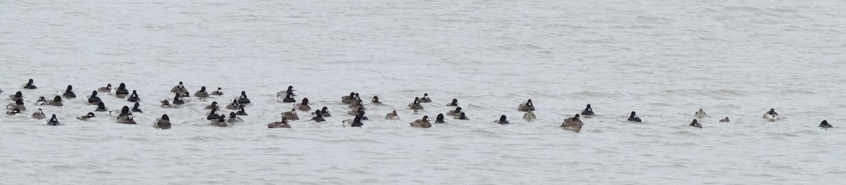 Greater Scaup - ML646225964