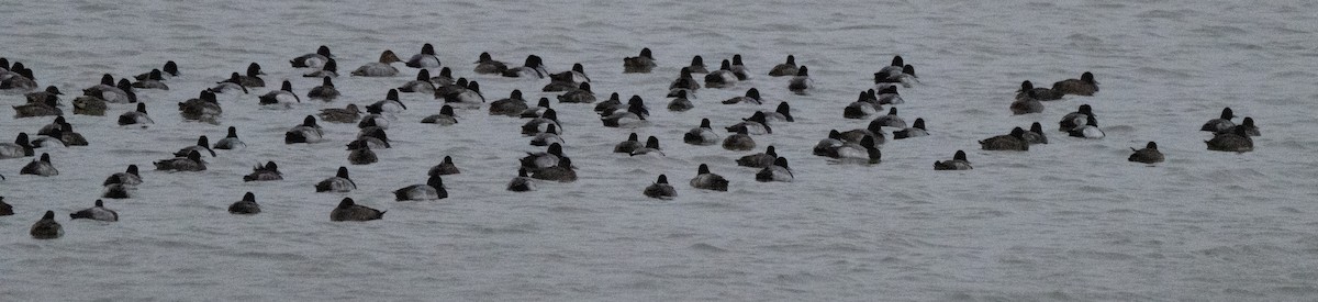 Greater Scaup - ML646225965