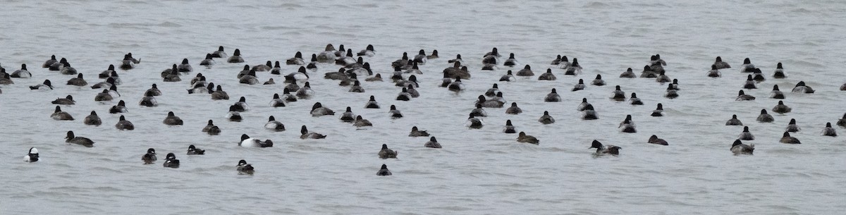 Greater Scaup - ML646225966