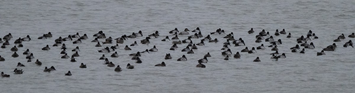 Greater Scaup - ML646225967