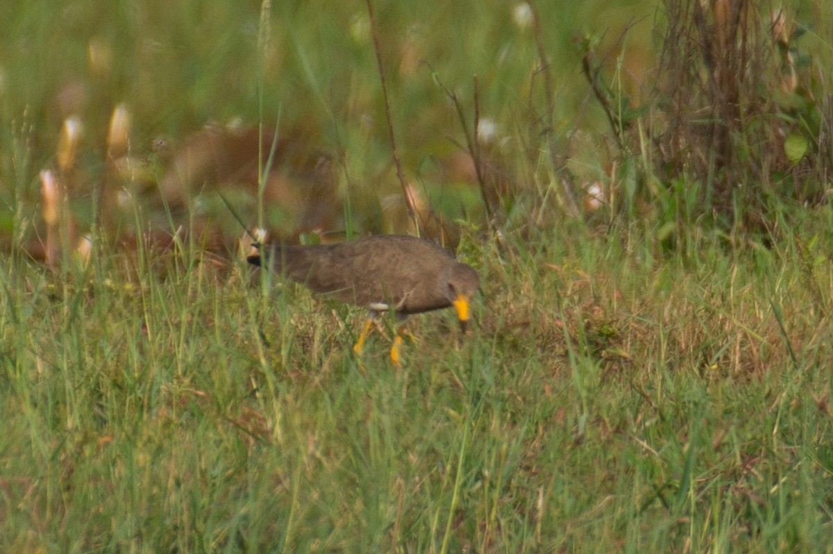 Gray-headed Lapwing - ML646225971