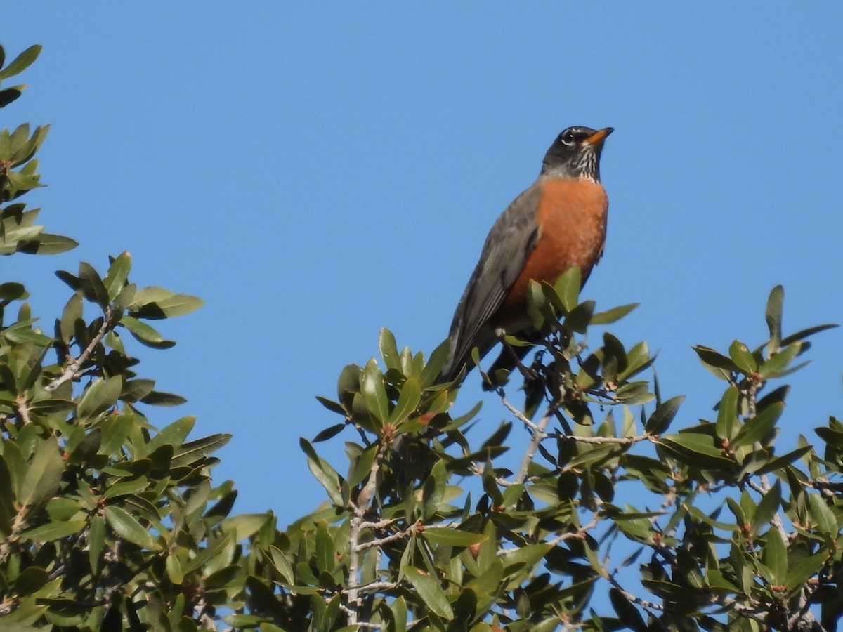 American Robin - ML646225975